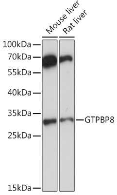 Western Blot GTPBP8 Antibody - Azide and BSA Free